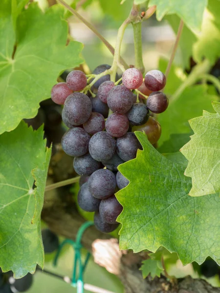 ワイン用ブドウの束 新鮮な甘いワインのブドウのビューを閉じます ワイン畑で育つ熟したブドウ — ストック写真