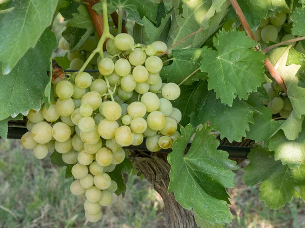 Bunches Wine Grapes Close View Fresh Sweet Wine Grape Ripe — Zdjęcie stockowe