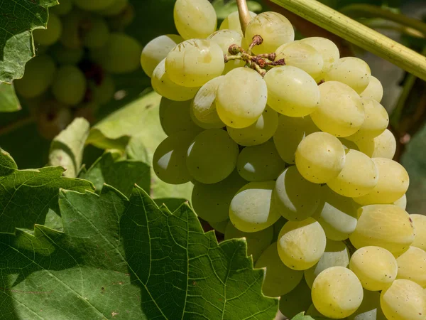 ワイン用ブドウの束 新鮮な甘いワインのブドウのビューを閉じます ワイン畑で育つ熟したブドウ — ストック写真