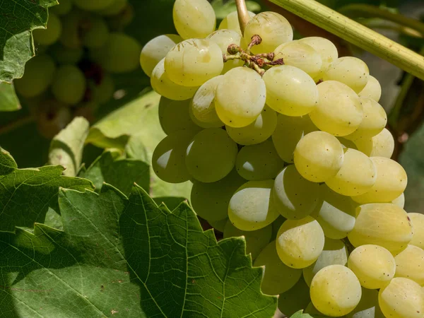 Een Bos Wijndruiven Zicht Van Dichtbij Verse Zoete Wijndruiven Rijpe — Stockfoto