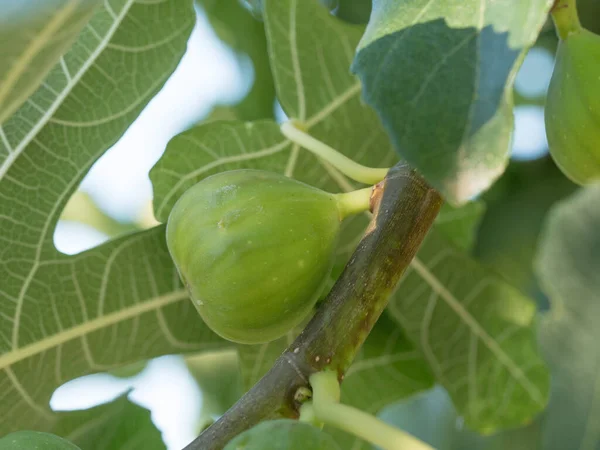 Ripe Fig Fruits Tree Branch Green Figs Tree Summer Day — 图库照片