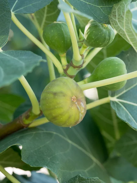 Ripe Fig Fruits Tree Branch Green Figs Tree Summer Day — Foto Stock