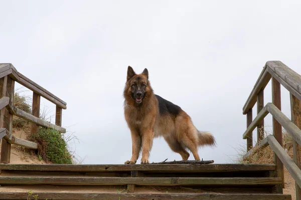 Duitse Herdershond Poseren Camera — Stockfoto