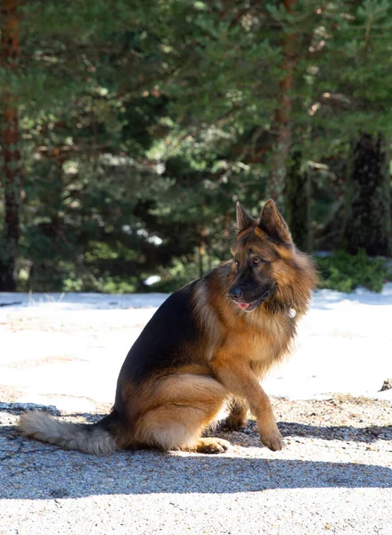 German Shepherd Dog Posing Camera — Stock Photo, Image