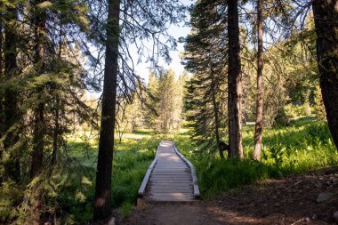 Ormanın güzel manzarası