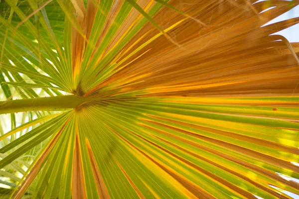 Palmbladeren Flora — Stockfoto