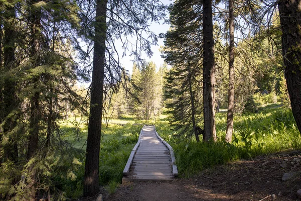 Beautiful View Forest — Stock Photo, Image