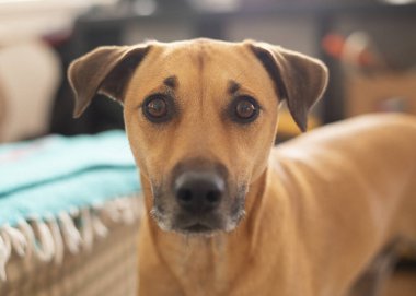Köpek yerde yatıyor.