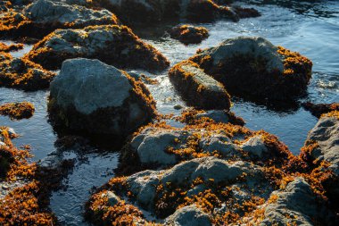 Deniz kıyısının güzel manzarası