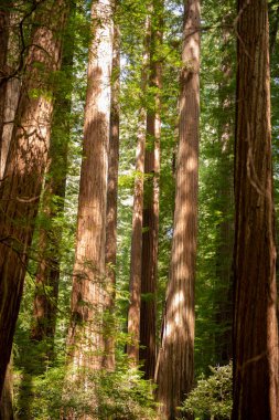 Ormandaki çam ormanları