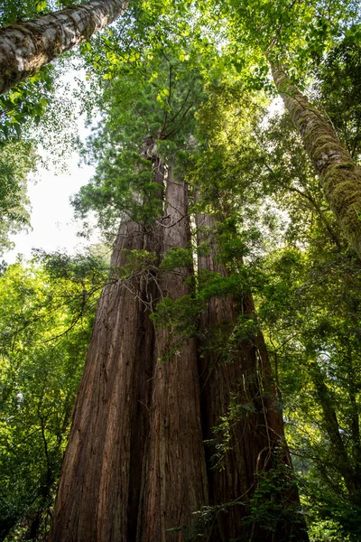 Árbol Verde Bosque — Foto de Stock