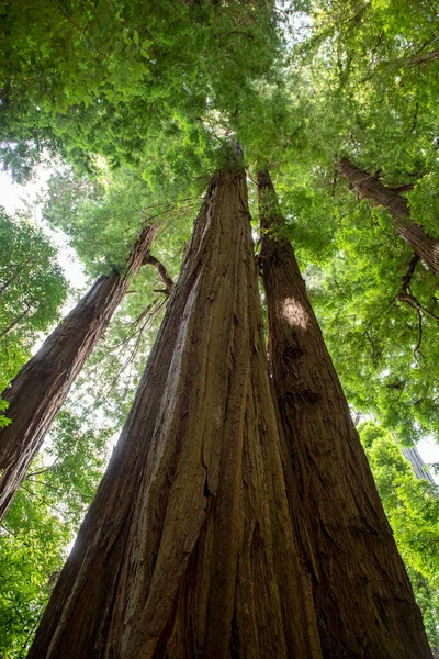 Gran Árbol Bosque — Foto de Stock