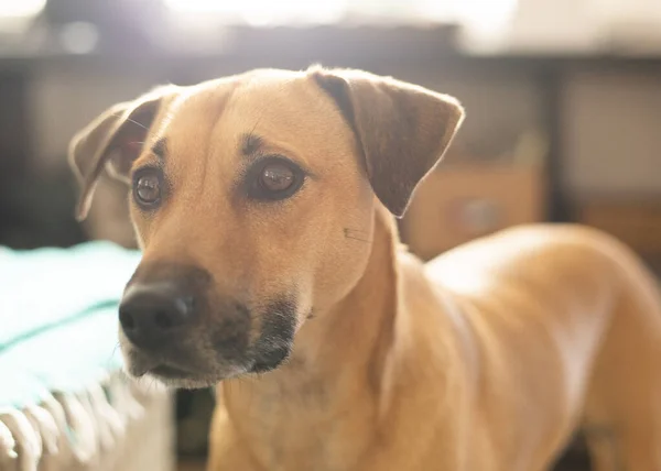 Dog Breed Portrait Cute Puppy — Stock Photo, Image