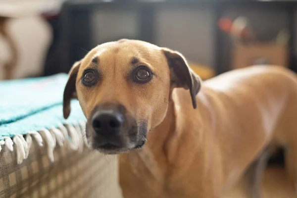 Dog Room — Stock Photo, Image