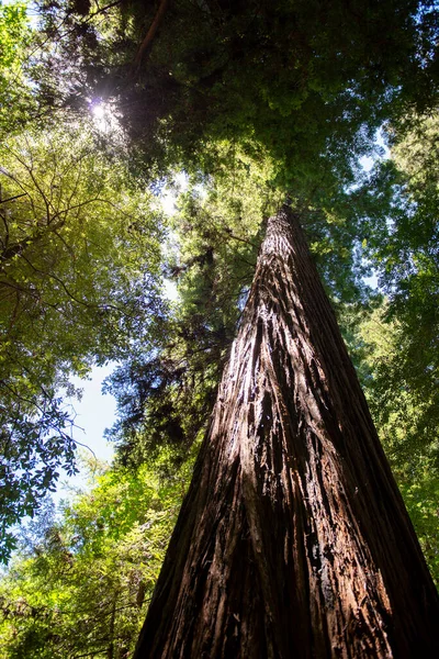 Hermosa Vista Del Bosque — Foto de Stock