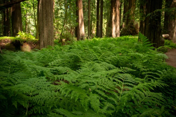 Πράσινο Δάσος Στο Δάσος — Φωτογραφία Αρχείου