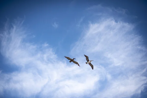 Pájaro Volador Cielo — Foto de Stock