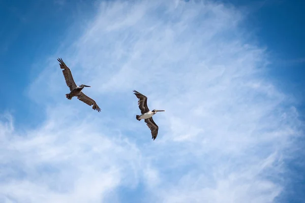 空を飛ぶカモメ — ストック写真