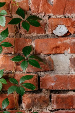 Tuğla duvar dokusu ve üzüm bağı yaprakları.