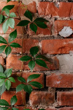 Tuğla duvar dokusu ve üzüm bağı yaprakları.