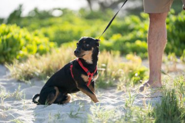 Çimlere basan bir köpek.