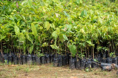 Yağmur ormanlarında yeniden ağaçlandırma projesi için ağaç fidanı, Rio de Janeiro, Brezilya