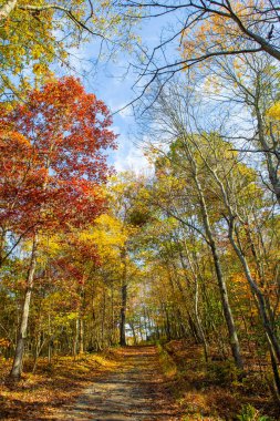 Renkli ağaçlar ve yapraklarla dolu sonbahar manzarası