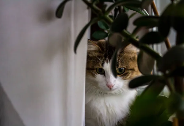 Katze Sitzt Auf Der Fensterbank — Stockfoto