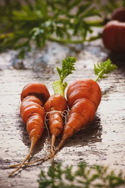 Zanahorias Bebé Orgánicas Recién Recogidas Una Parcela Una Pequeña Explotación — Foto de Stock