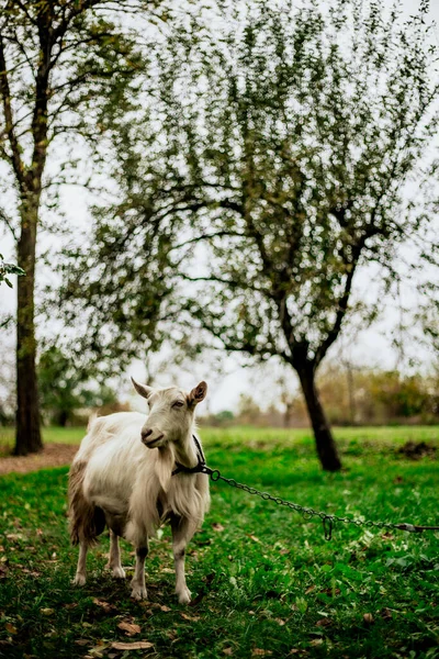 Une Jeune Chèvre Blanche Debout Sur Une Prairie Verte — Photo
