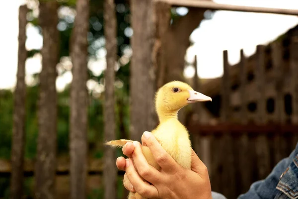 Mujer Joven Con Pato Amarillo Las Manos Pajarito — Foto de Stock