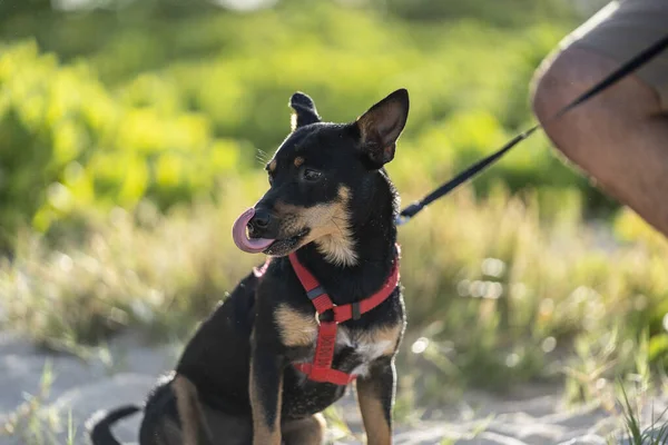 Cane Nel Parco — Foto Stock