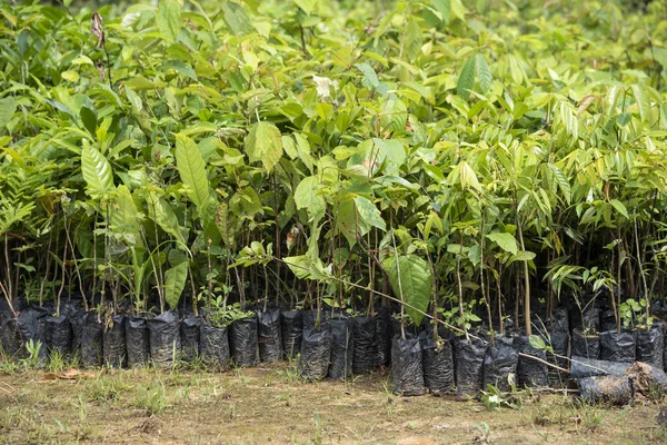 Yağmur ormanlarında yeniden ağaçlandırma projesi için ağaç fidanı, Rio de Janeiro, Brezilya