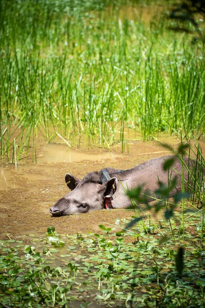 Velký Šedý Tapír Tapirus Terthe Gps Obojkem Zelené Krajině Deštných — Stock fotografie