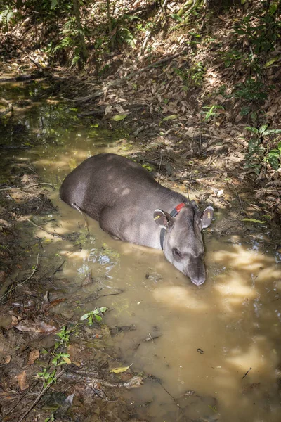 Big Grey Animal Tapir Tapirus Terrestris Muddy Stream Rainforest Landscape — Stock Photo, Image