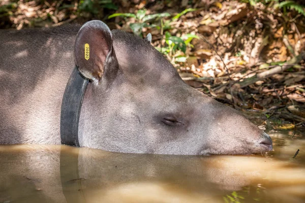 Velké Šedé Zvíře Tapir Tapirus Terthe Bahnitém Potoce Krajině Deštných — Stock fotografie