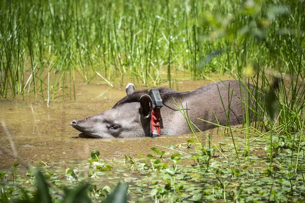 Velký Šedý Tapír Tapirus Terthe Gps Obojkem Zelené Krajině Deštných — Stock fotografie