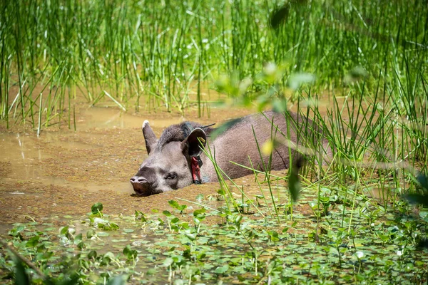 Velký Šedý Tapír Tapirus Terthe Gps Obojkem Zelené Krajině Deštných — Stock fotografie