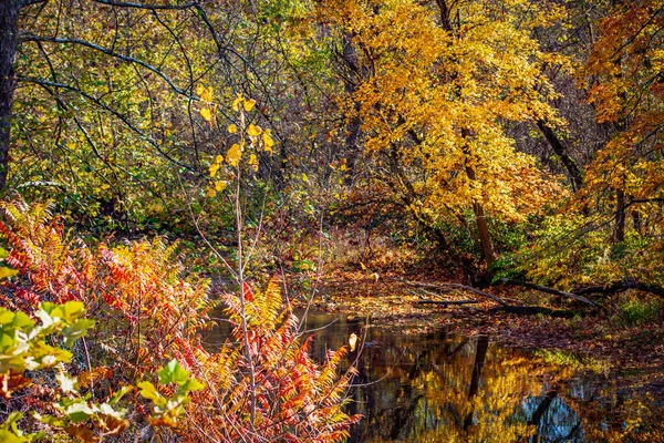 Ağaçlar ve yapraklarla dolu güzel bir sonbahar ormanı
