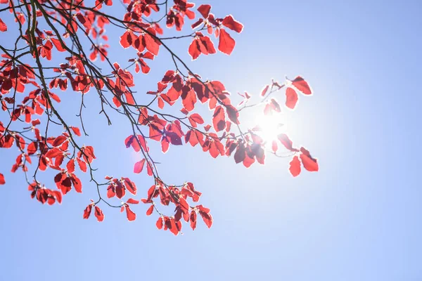 Dessous Branche Arbre Avec Feuillage Rouge Sur Fond Ciel Sans — Photo