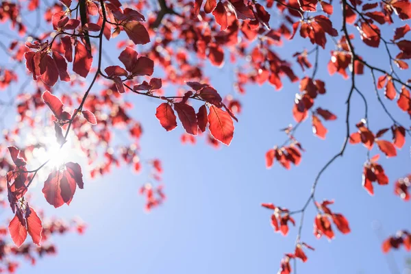 Dessous Branche Arbre Feuillage Rouge Poussant Dans Jardin Contre Ciel — Photo