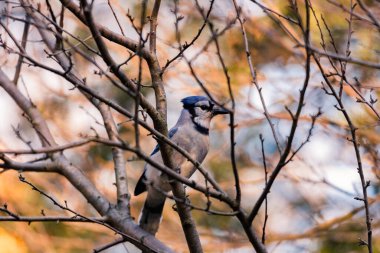 Bir Mavi Jay kuşu 