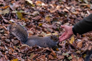 Central Park 'ta bir sincap insan eline dokunur.