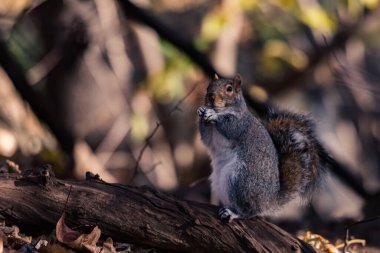 Central Park 'ta yalnız bir sincap.