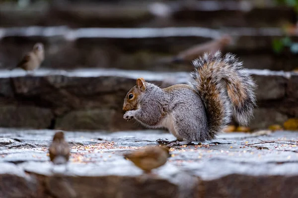 Ekorre Som Äter Frön Mellan Fåglar — Stockfoto