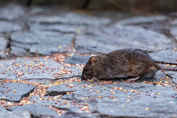 Råtta Äter Frön Central Park — Stockfoto