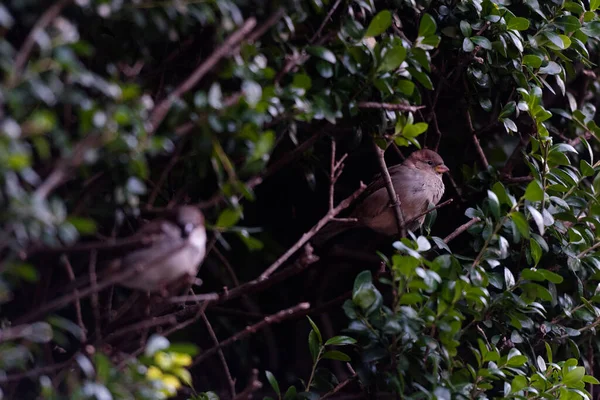 Two Sparrows Stand Bush Autumn — Stock Photo, Image