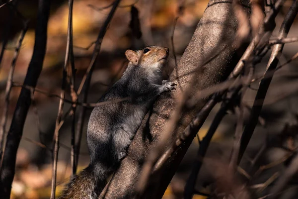 Wiewiórka Wspina Się Drzewo Central Parku — Zdjęcie stockowe