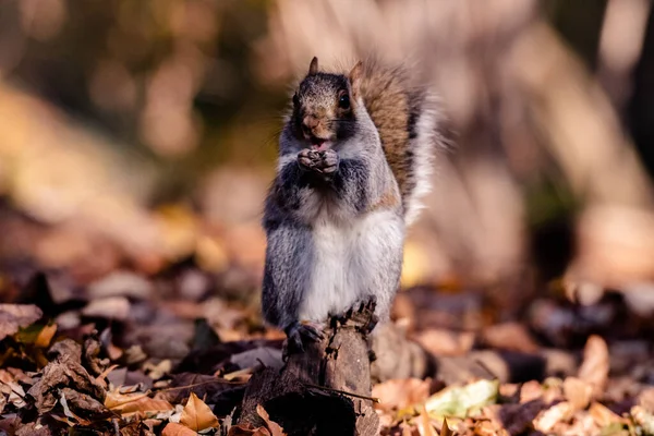 Wiewiórka Jedząca Orzecha Central Parku — Zdjęcie stockowe