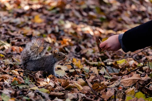 Nyfiken Ekorre Närmar Sig Mänsklig Hand Med Löv — Stockfoto
